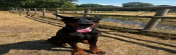Dobermann dogs for sale: Beautiful Rescue Boy  - Advert 3