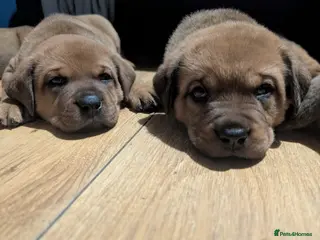 Mixed Breed dogs Rottweiler/ Dogue de Bordeaux - Advert 1