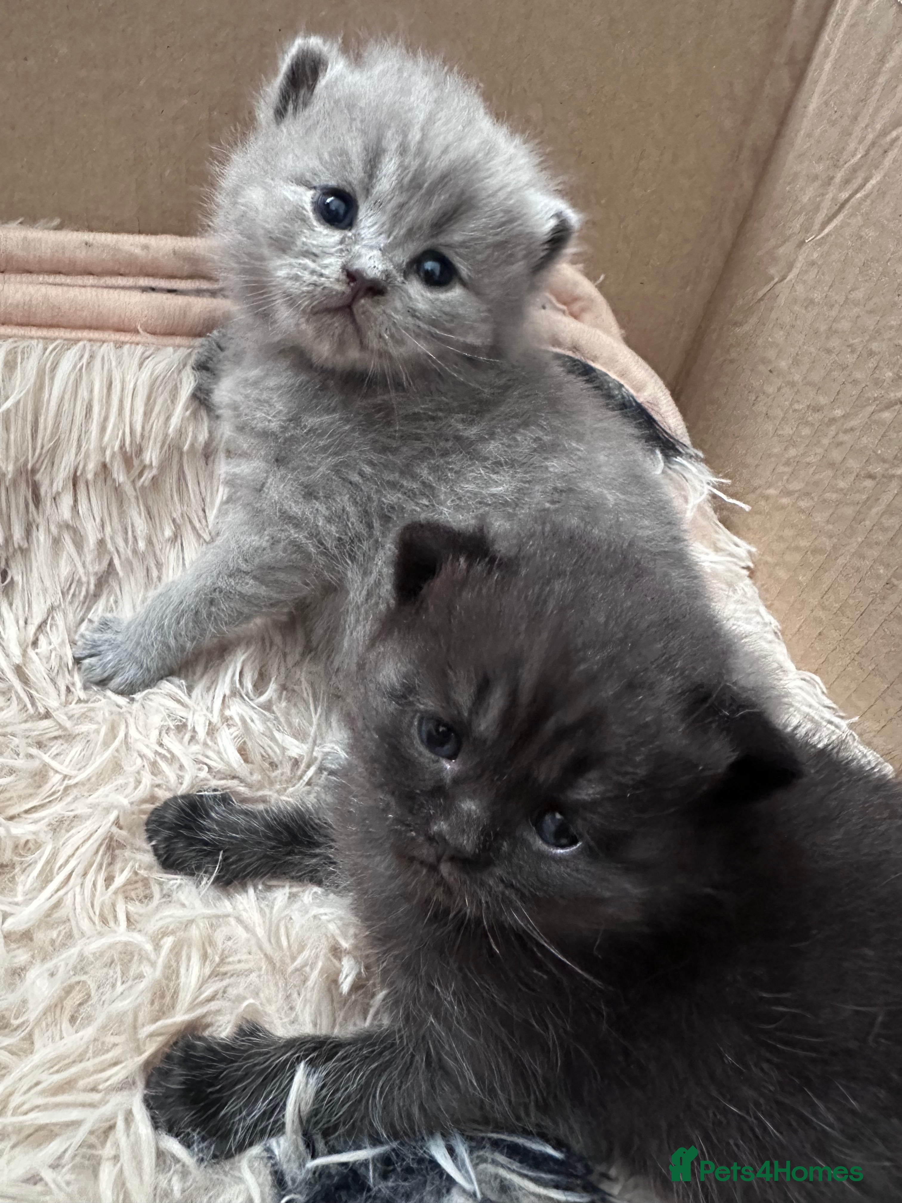 British Shorthair cats British shorthair babies - Advert 18