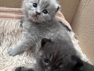 British Shorthair cats British shorthair babies - Advert 8
