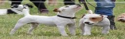 Jack Russell dogs for stud: Working Russell stud dog in Newark - Advert 6