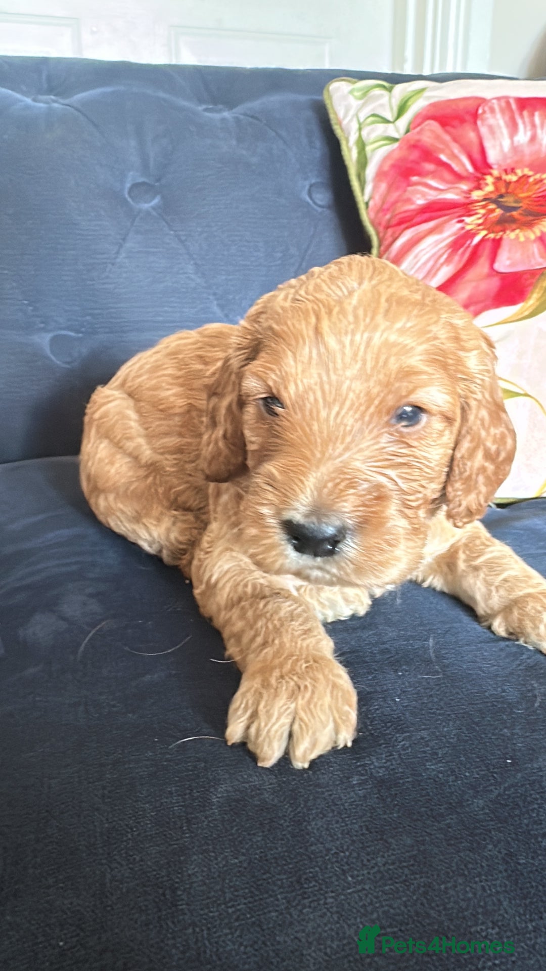 Irish Doodle dogs for sale: Gorgeous Miniature F1 Irish Doodles - Image 31