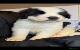 Saint Bernard dogs for sale: Saint Bernard puppies  - Image 26