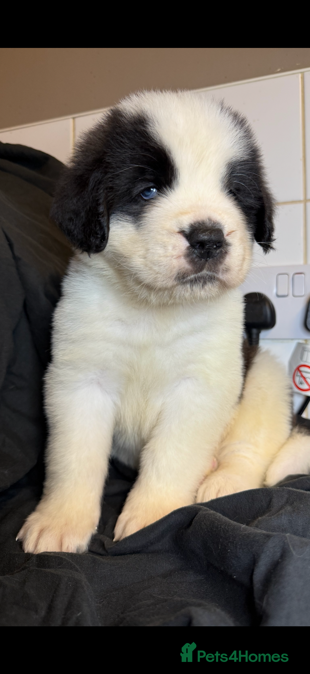 Saint Bernard dogs for sale: Saint Bernard puppies  - Image 26