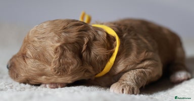 Cavapoo dogs - Advert 13