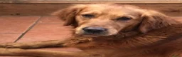 Golden Retriever dogs for stud: Extensively  fully health tested kc reg in Market Drayton - Advert 10