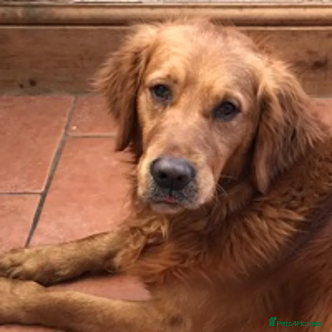 Golden Retriever dogs for stud: Extensively  fully health tested kc reg in Market Drayton - Advert 10