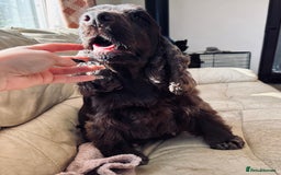 Cocker Spaniel dogs for sale: Last show boy remaining  - Image 19