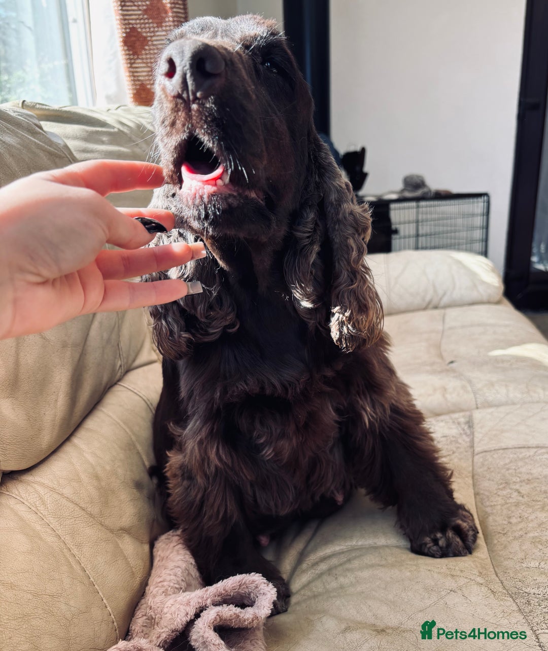 Cocker Spaniel dogs for sale: Last show boy remaining  - Image 19