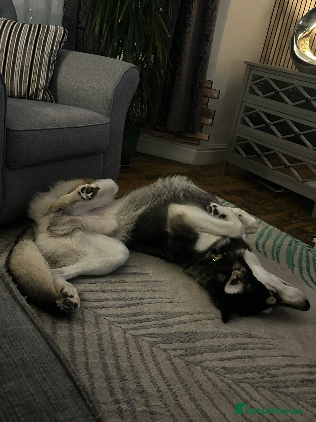 Utonagan dogs for sale: Gorgeous Husky/Malmute looking for new family - Advert 6