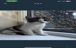 Mixed Breed cats for sale: 2 female playful kittens - Image 3