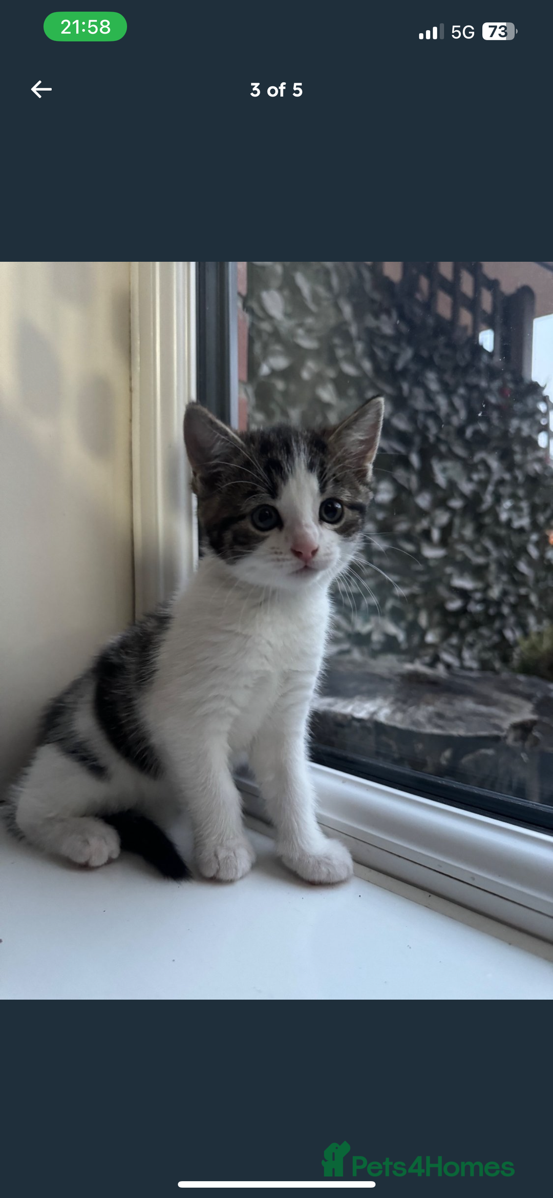 Mixed Breed cats for sale: 2 female playful kittens - Image 3