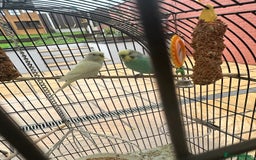 Budgerigars birds for sale: Lovely budgies  - Image 2