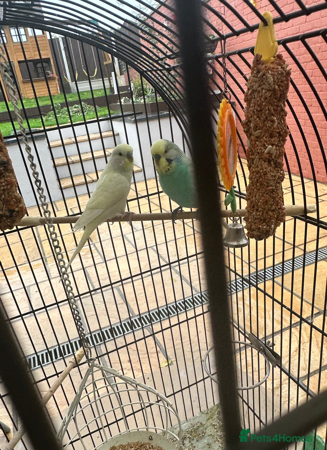 Budgerigars birds for sale: Lovely budgies  - Image 2