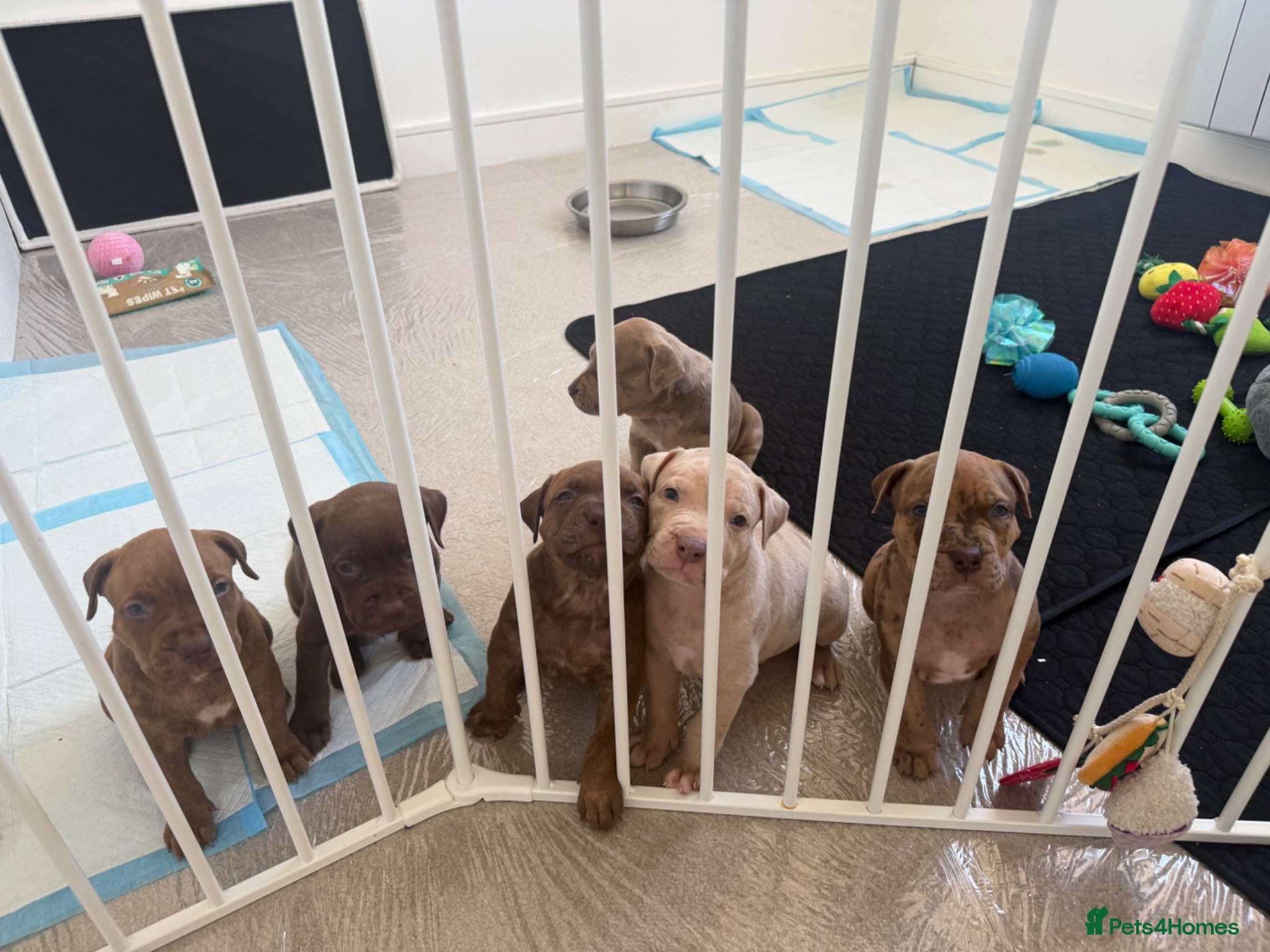 Mixed Breed dogs staffy x cane corso x american bulldog - Advert 2