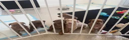 Mixed Breed dogs for sale: Ready now! staffy x cane corso x american bulldog - Advert 22