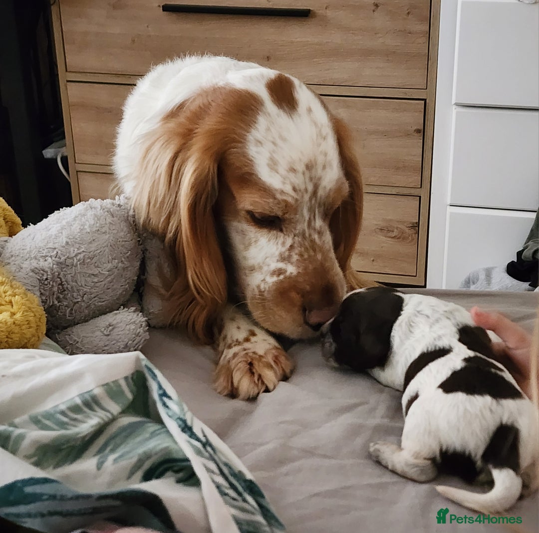 Cocker Spaniel dogs for sale: Show type unique markings cocker spaniel puppies  - Advert 33