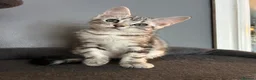 Norwegian Forest Cat cats for sale: Norwegian forest kittens  - Advert 11