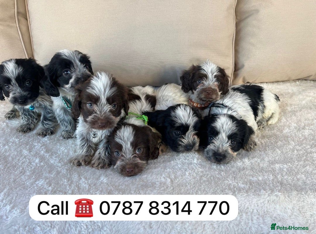 Cockapoo dogs for sale: cockapoos puppies F1 3 boys 2 girls  - Advert 7