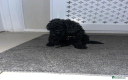 Cockapoo dogs for sale: Cockapoo F1B - Image 12