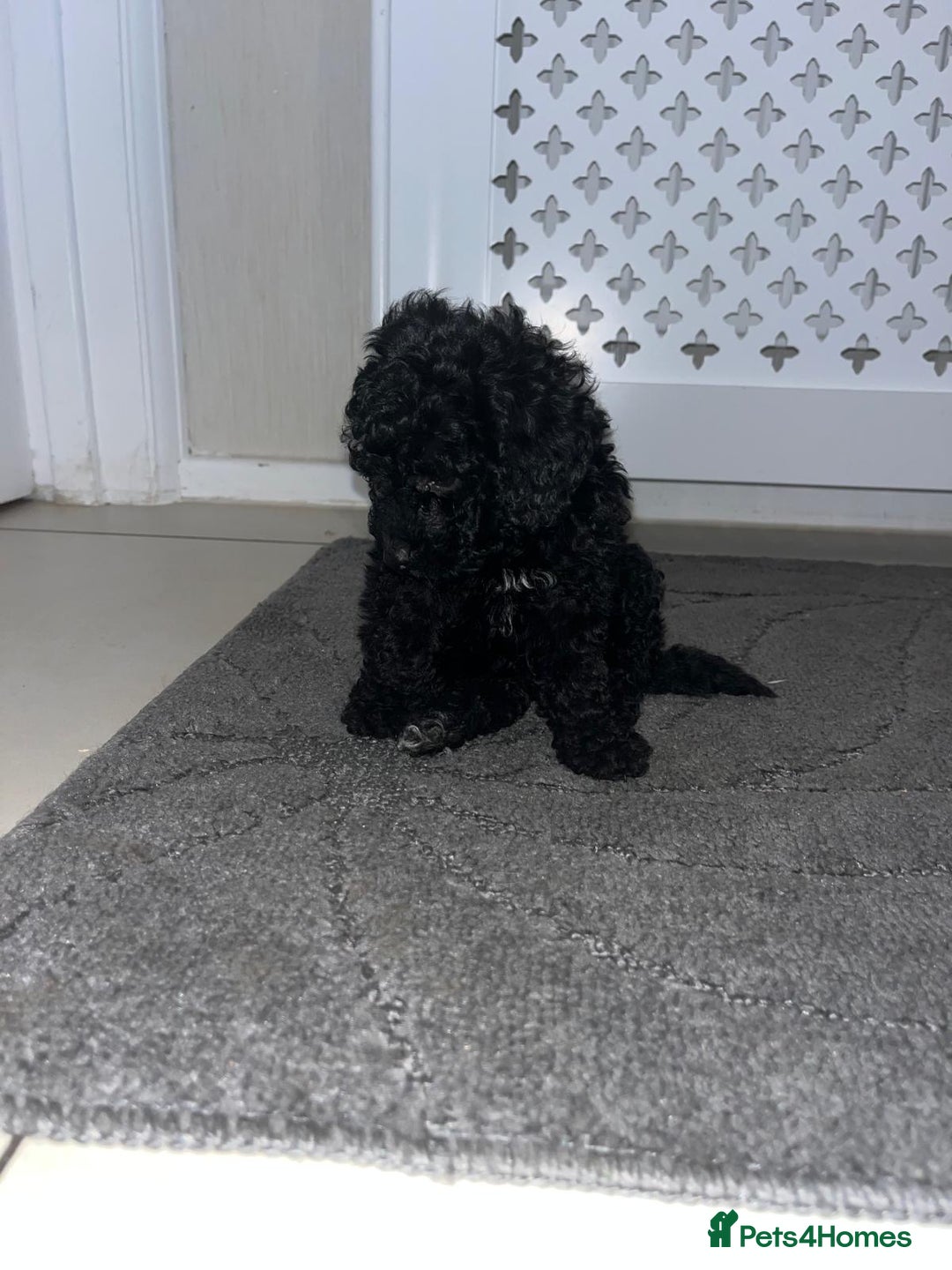 Cockapoo dogs for sale: Cockapoo F1B - Image 12