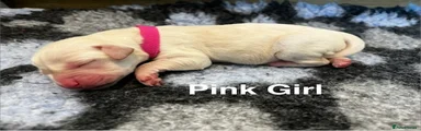 Pink - Girl