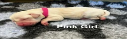 Labrador Retriever dogs for sale: Beautiful KC Labrador Puppy-only 1 black girl left - Advert 12