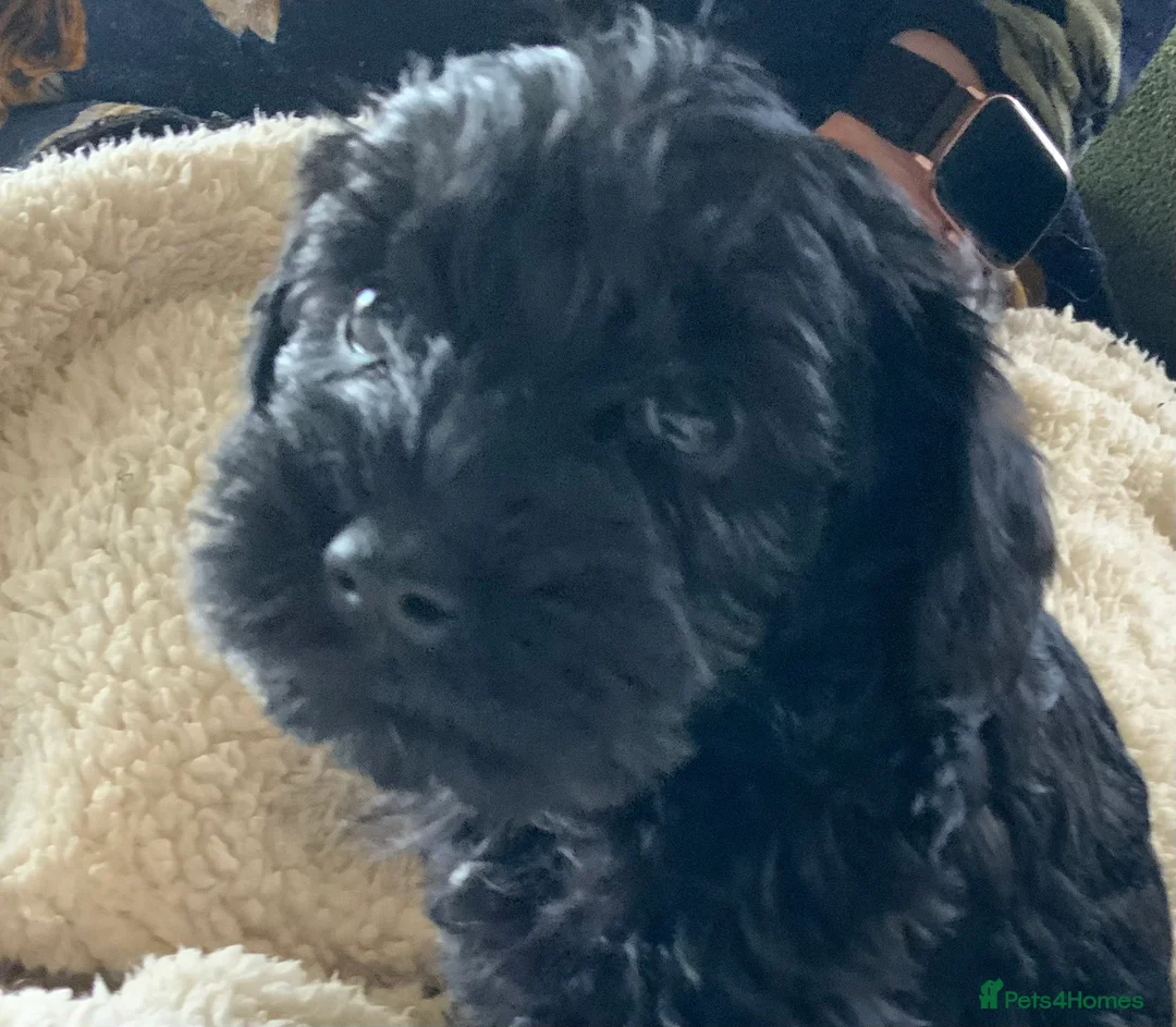 Schnoodle dogs for sale: Stunning miniature Schnoodle puppies - Advert 19