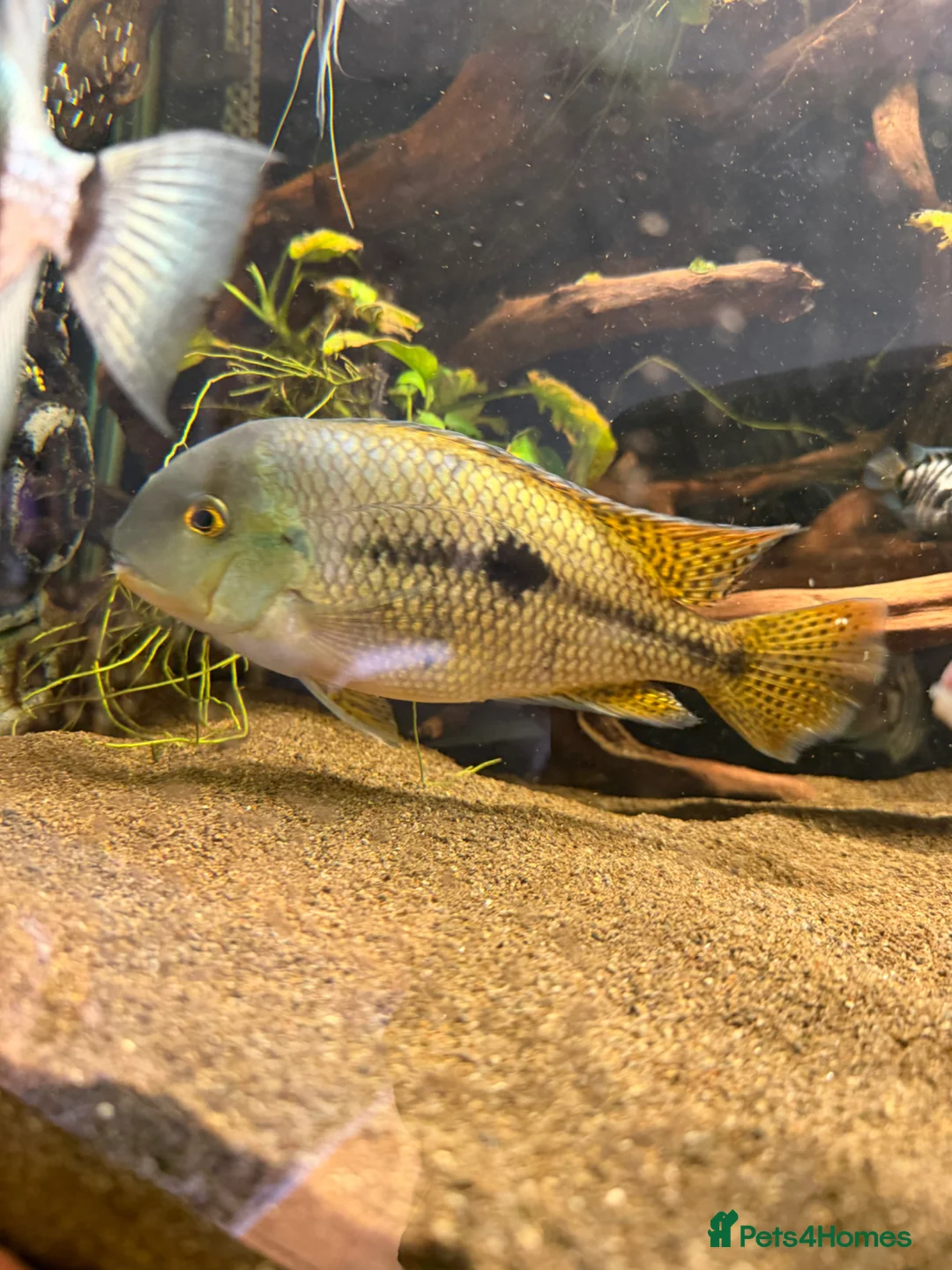 Cichlids fish for sale: Nicaraguan cichlid  - Advert 2