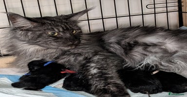 Maine Coon cats - Advert 5