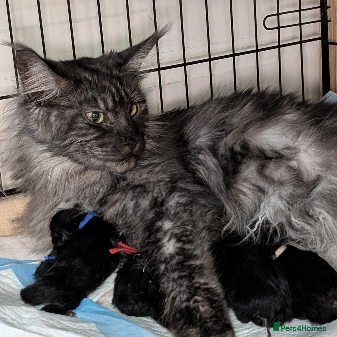 Maine Coon cats for sale: Black smoke mainecoon kittens - Image 10