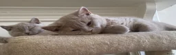 British Shorthair cats for sale: Championship line GCCF British Shorthair Kittens - Advert 30