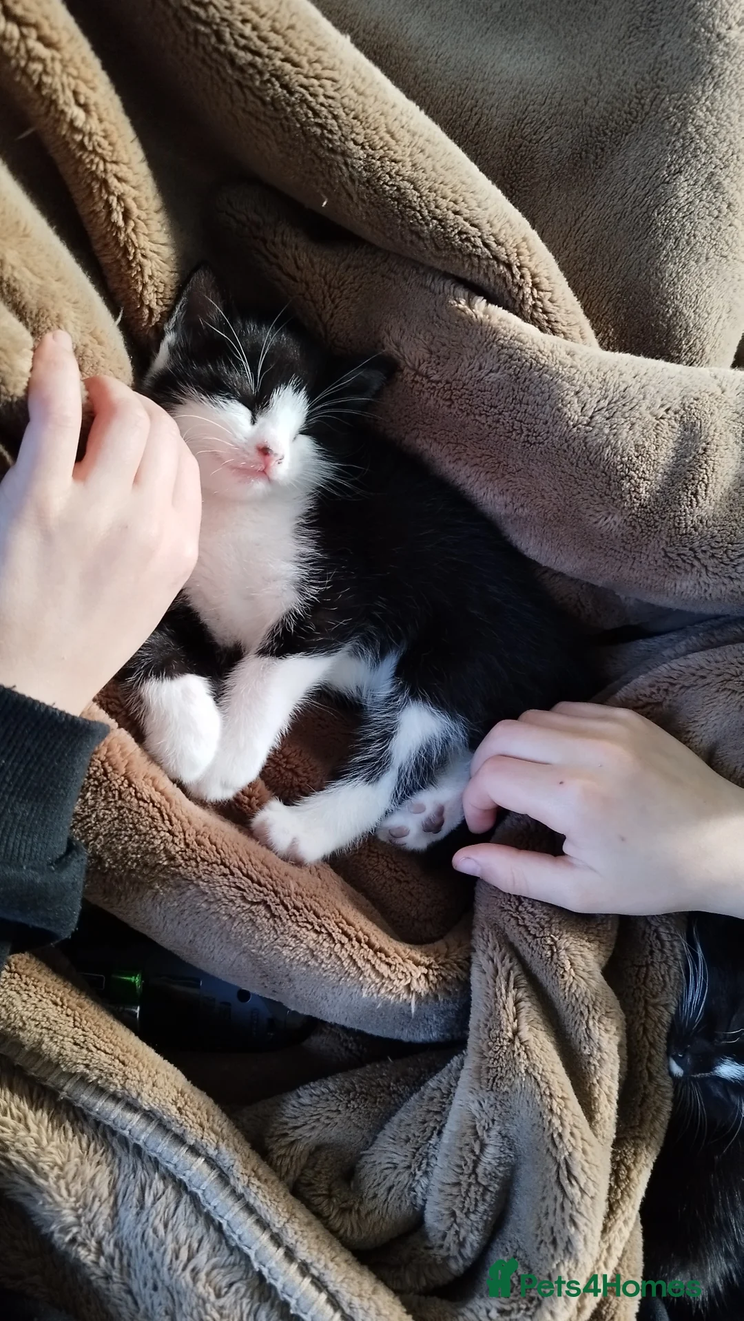 Mixed Breed cats for sale: Tuxedo black and white male kitten in Swansea - Advert 8