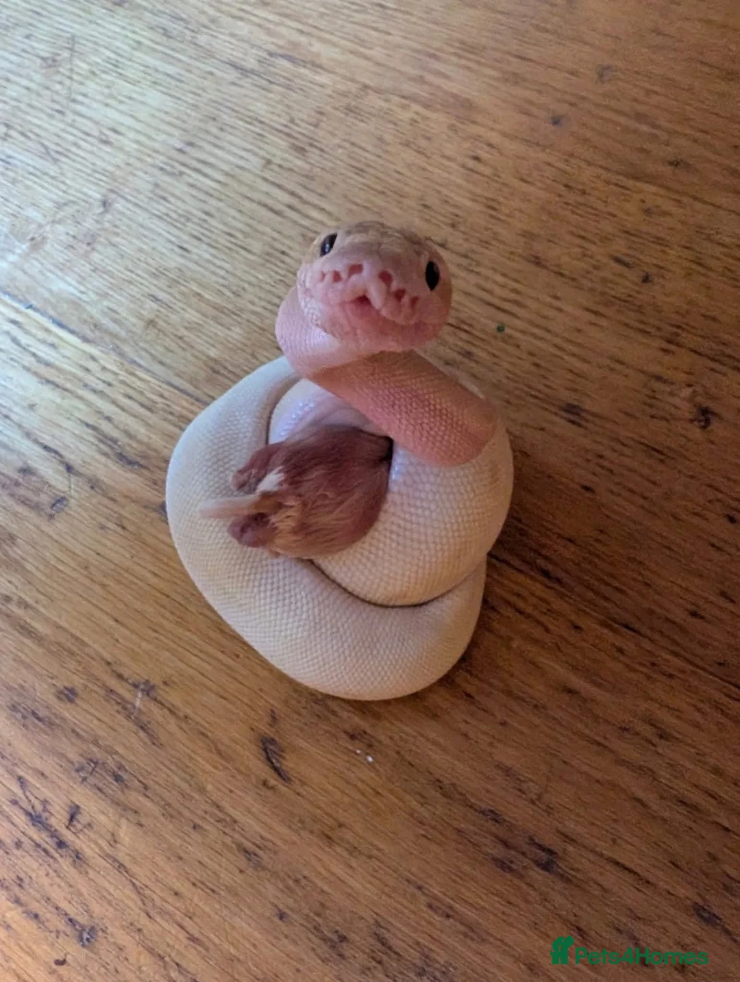 Python Snake reptiles for sale: Super pastel butter royal python - Advert 15