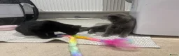 Mixed Breed cats for sale: Kitten 1 & Kitten 2 in Wallingford - Advert 4