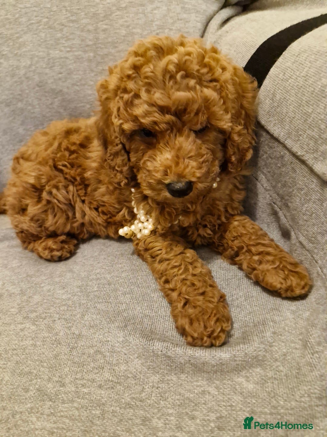 Miniature Poodle dogs for sale: READY NOW Red Minature Poodle Pups for sale. - Advert 17