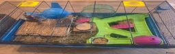 Hamster rodents for sale: Hamster with cages and accessories  - Advert 8