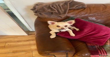 Chihuahua dogs - Advert 7