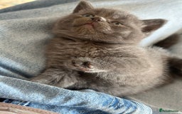 British Shorthair cats for sale: British short hair  - Image 7