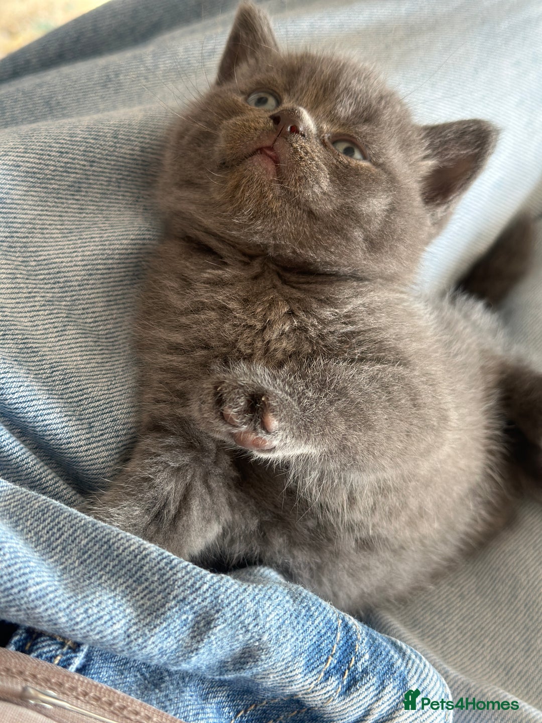 British Shorthair cats for sale: British short hair  - Image 7