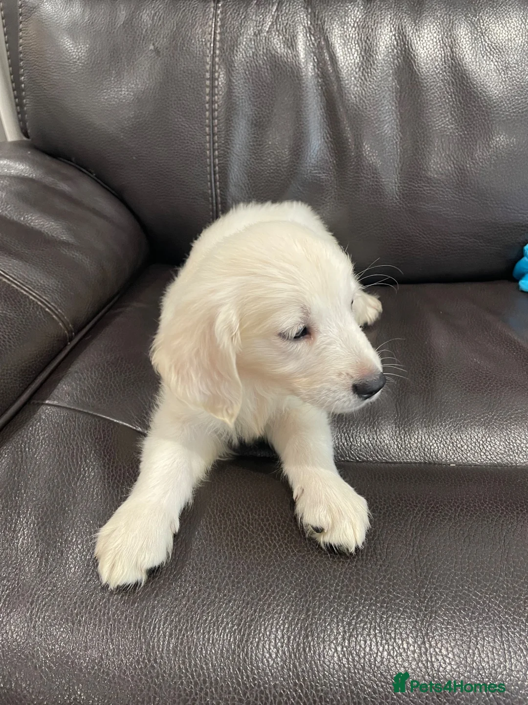 Golden Retriever dogs for sale: Golden Retriever  in Bury Saint Edmunds - Advert 2