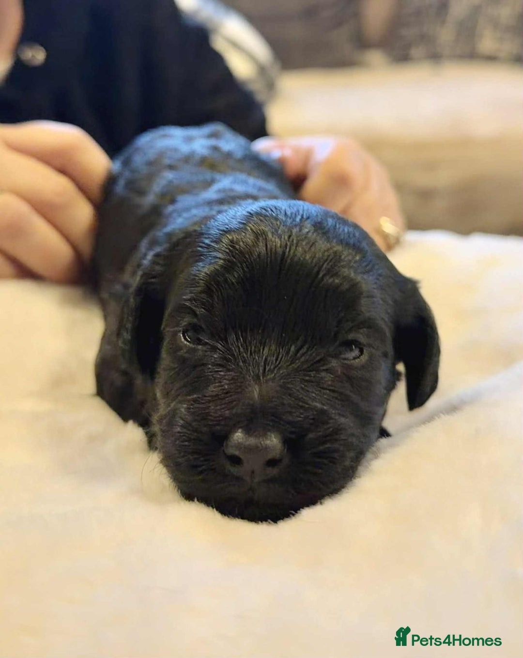 Mixed Breed dogs for sale: mother f1 cockapoo father jackapoo - Advert 7