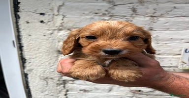 Cockapoo dogs - Advert 6