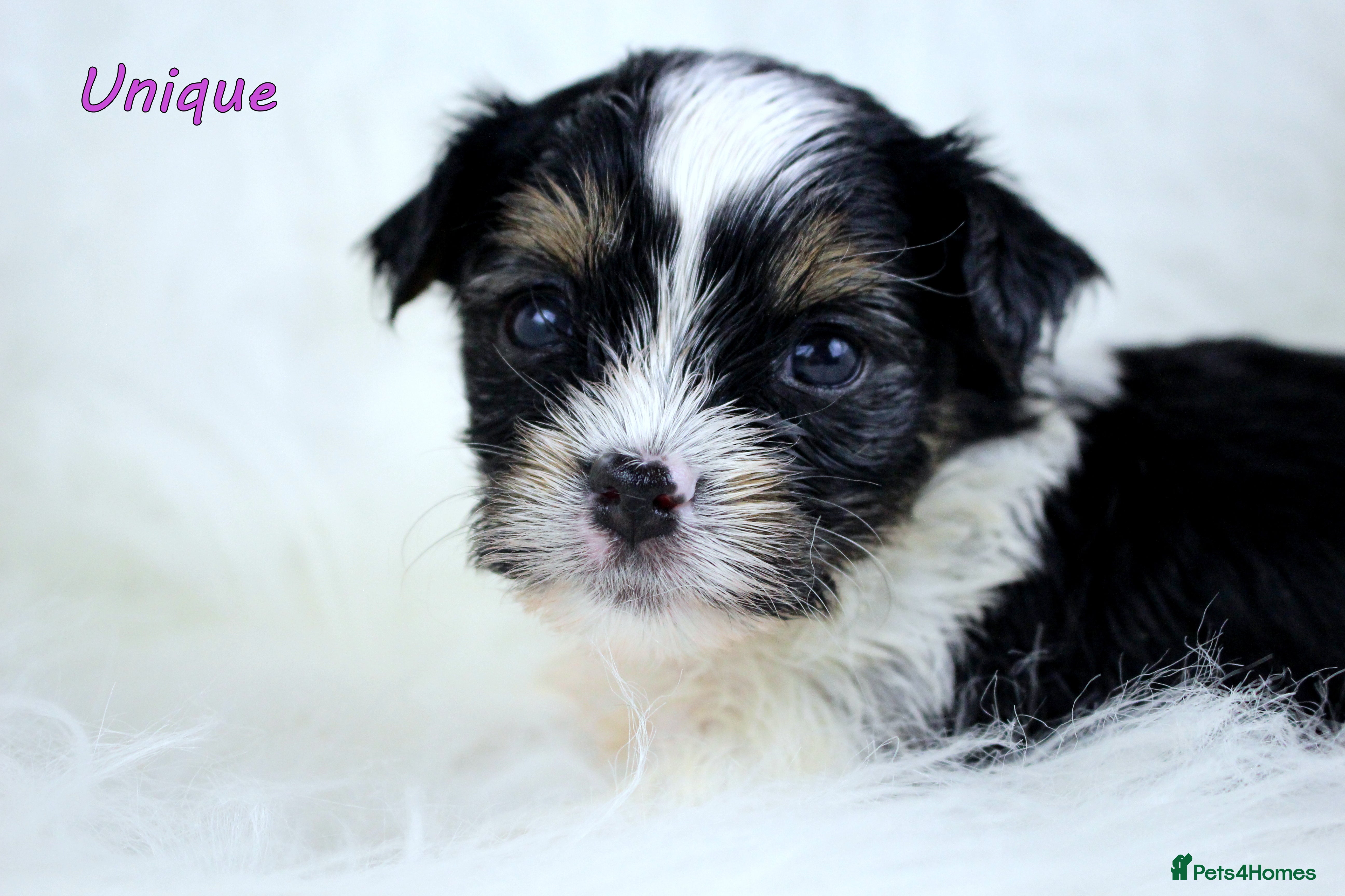 Yorkshire Terrier dogs ✨ Stunning Biewer & Merle Yorkies – Ready Apr 25 ✨ - Advert 1