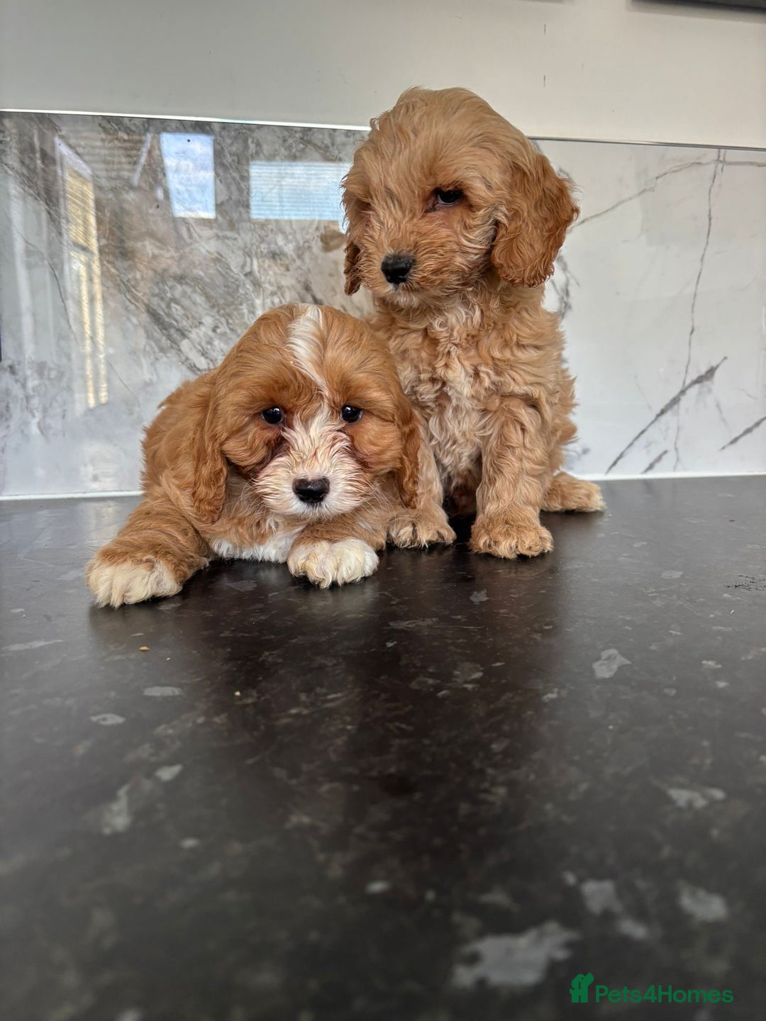 Cavapoo dogs for sale: Small type cavapoo puppies (toy poodle) - Image 2