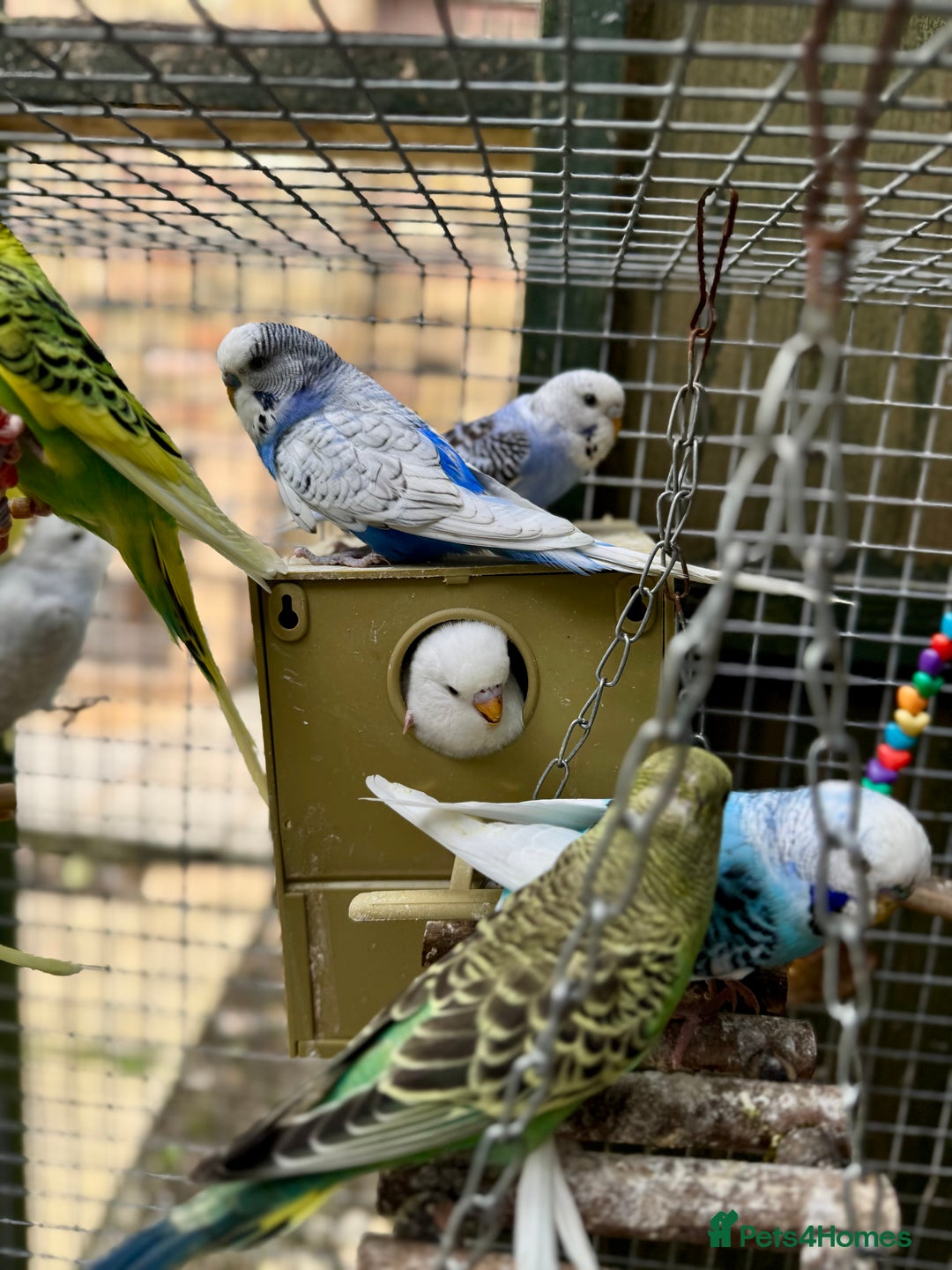 Budgerigars birds for sale: Adorable budgies and cages  - Image 3