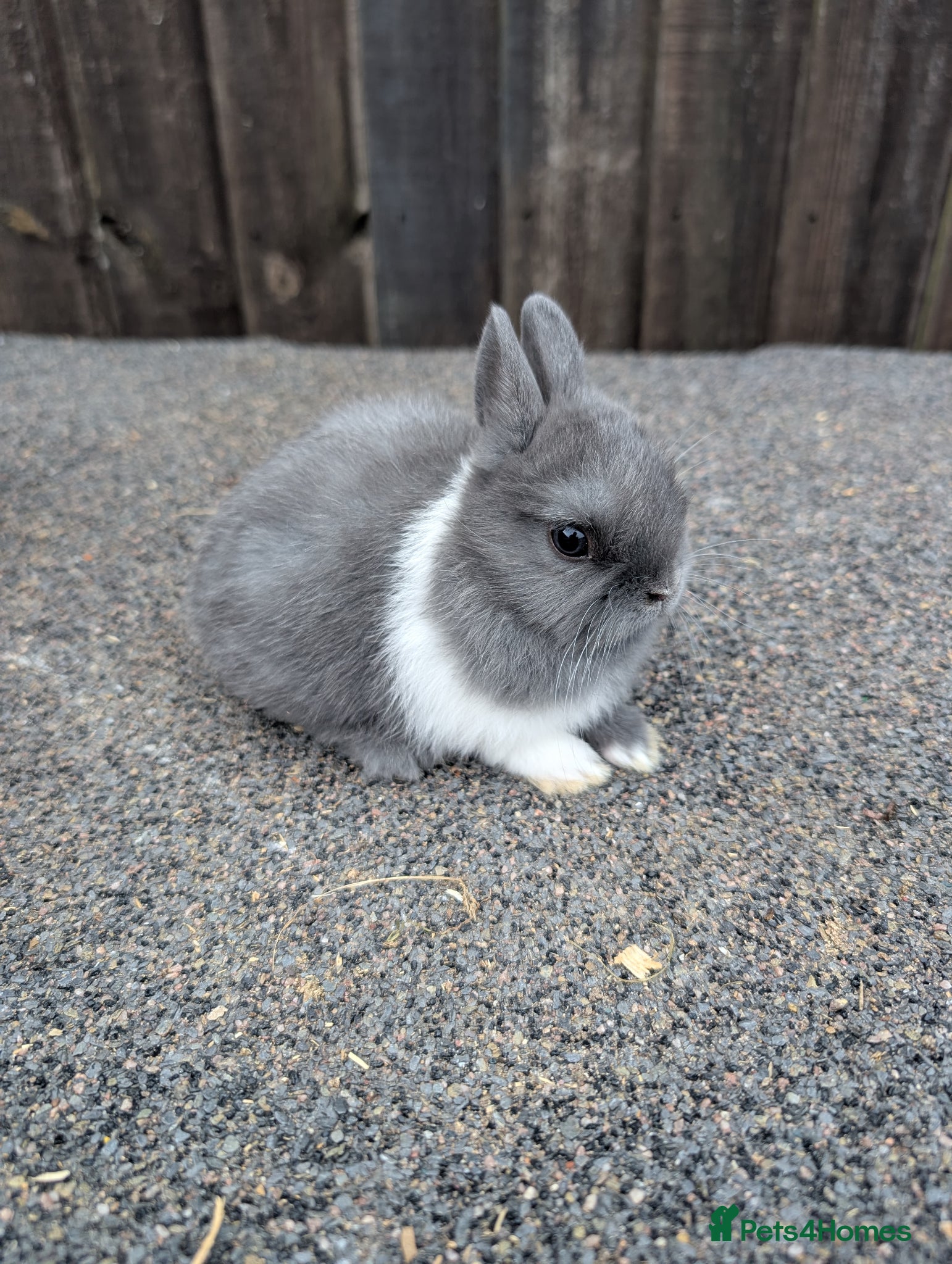 Netherland Dwarf rabbits Netherlands dwarf babys  - Advert 1