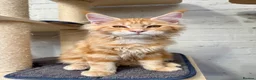 Maine Coon cats for sale: TICA Pedigree Massive Red Kittens - Advert 4