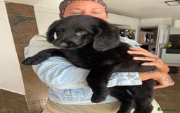 Labradoodle dogs for sale: F1 labradoodles  - Image 9