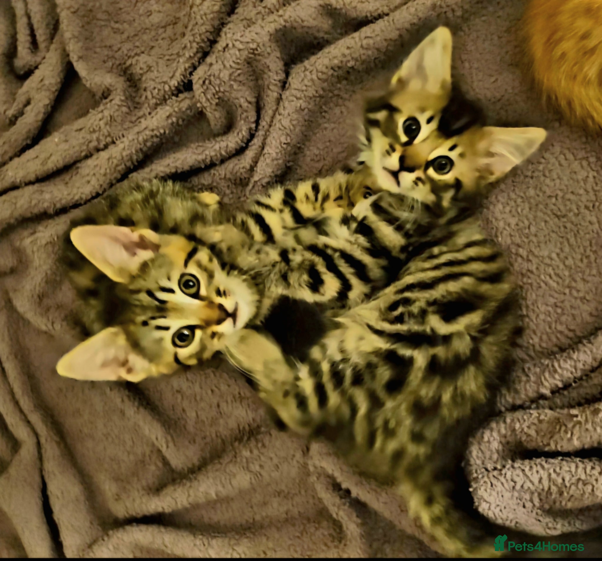 Mixed Breed cats Elven Bengal Kittens  - Advert 2